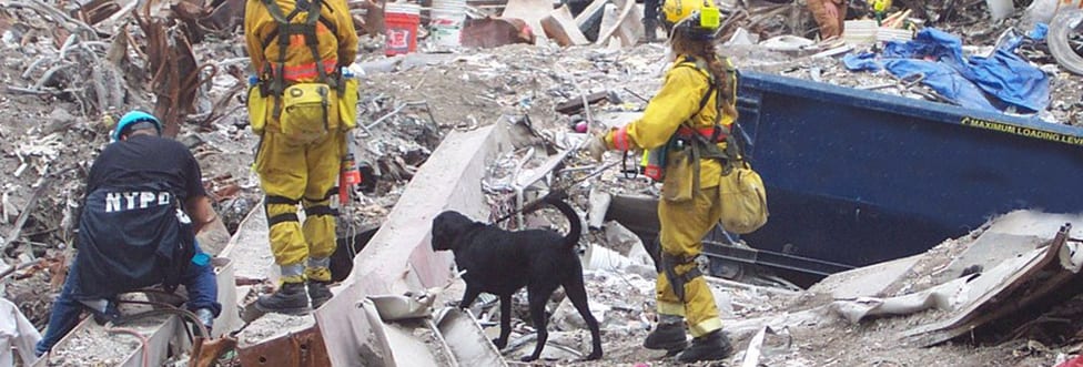 Search and Rescue Dog