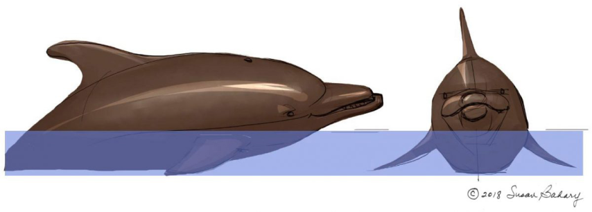 Dolphin Service Animal