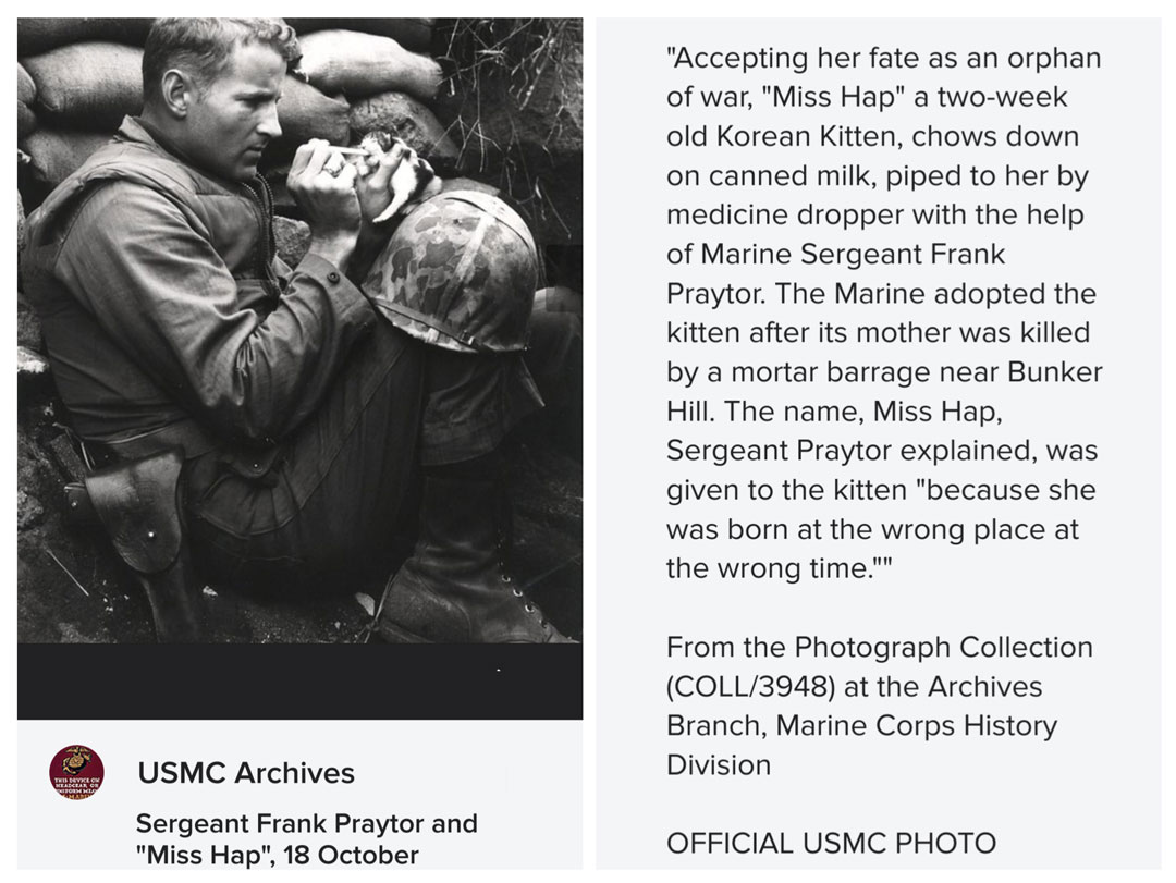 Miss Hap, Kitten of Korean War