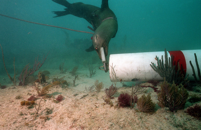 National Service Animals Monument