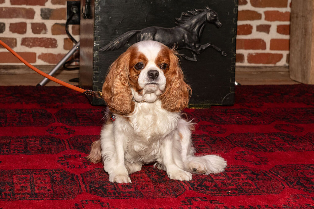 Purple Poppy Awards NSAM 2025