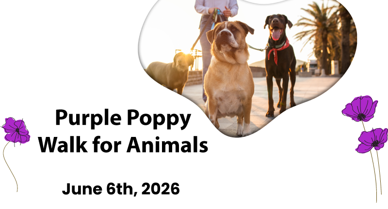 Purple poppy Walk for Animals 2026